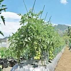 Knotty Takiron Green Steel Stakes, 7 16 Inch X 6 Feet Bundle Of 10 -Gardening Supplies 116tsk 5