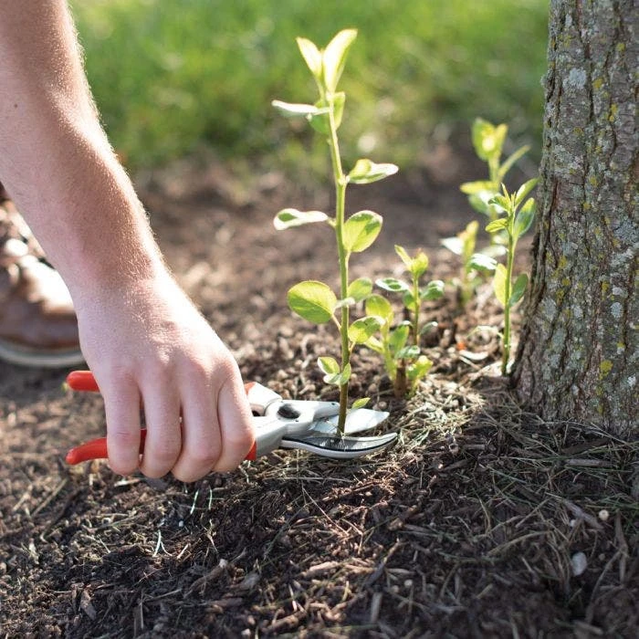 Leonard Deluxe Soil Knife, Pruner, Saw And Sheath Combo 9 Leonard Deluxe Soil Knife, Pruner, Saw And Sheath Combo - Image 7