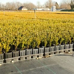 Standard Grade Roll, 3ft X 100ft -Gardening Supplies 5031 2