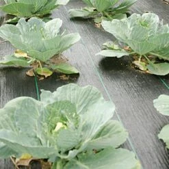 Standard Grade Roll, 3ft X 100ft -Gardening Supplies 5031 3