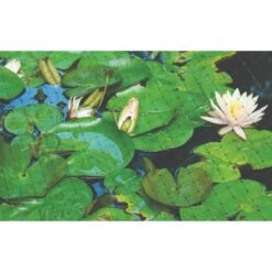 Netting 7ft X 100ft 3/4in Square Mesh -Gardening Supplies 725pn pond