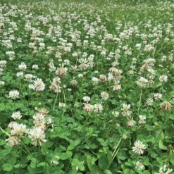 Micro Clover-1kft. -Gardening Supplies 743flge clover 1