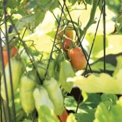 Rustic Heirloom 3-Panel Pea Trellis 14 Rustic Heirloom 3-Panel Pea Trellis -Gardening Supplies 90130 4