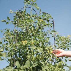 Rustic Heirloom 3-Panel Pea Trellis 16 Rustic Heirloom 3-Panel Pea Trellis -Gardening Supplies 90130 6