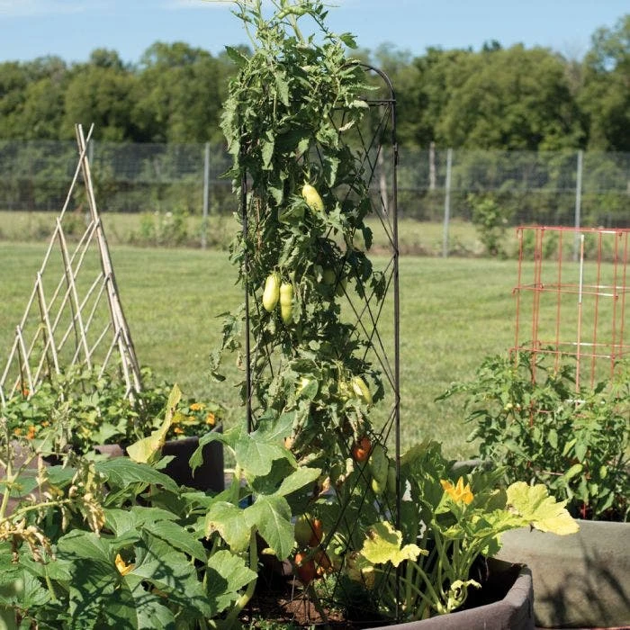 Rustic Heirloom 3-Panel Pea Trellis 10 Rustic Heirloom 3-Panel Pea Trellis - Image 8