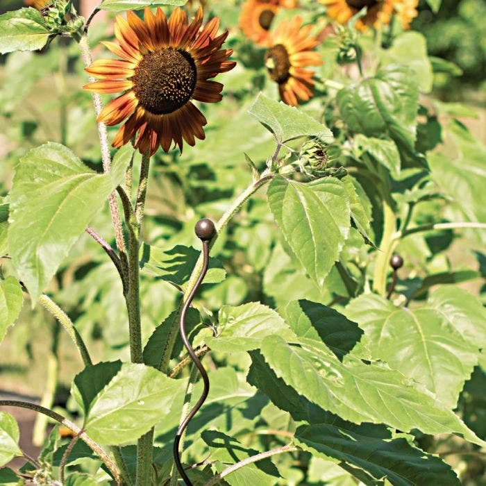 Decorative Spiral Supports Brown Finish 12 Pack 4 Decorative Spiral Supports Brown Finish 12 Pack - Image 2