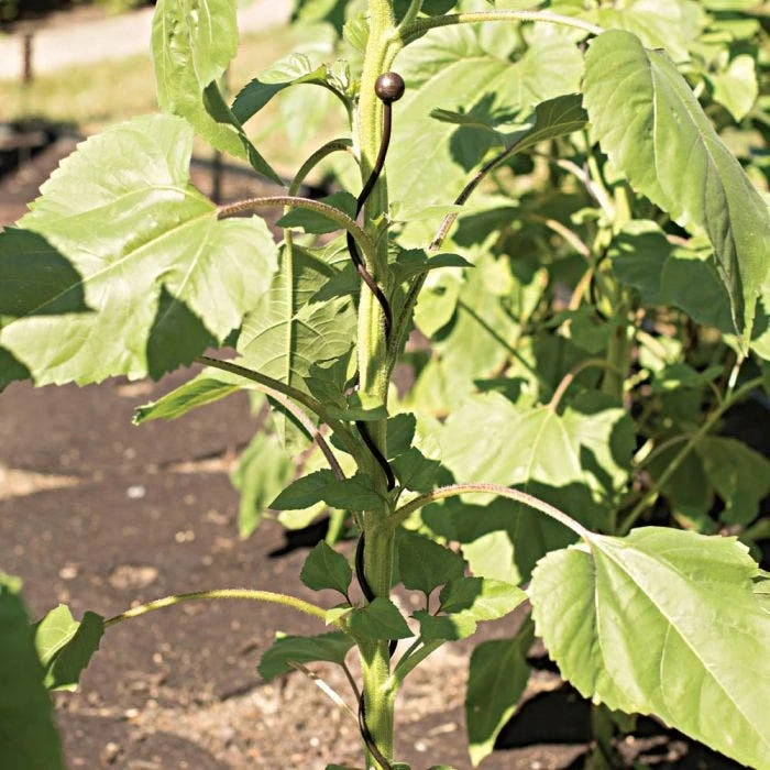 Decorative Spiral Supports Brown Finish 12 Pack 5 Decorative Spiral Supports Brown Finish 12 Pack - Image 3