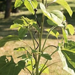 Decorative Spiral Supports Brown Finish 12 Pack 12 Decorative Spiral Supports Brown Finish 12 Pack -Gardening Supplies 90135 3