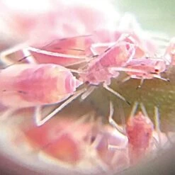 Active Eye Universal Mobile Phone Microscope -Gardening Supplies aem60c 7