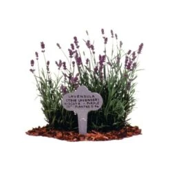 Stainless Steel Garden Marker, 3.5in X 6.5in, 12-Pack -Gardening Supplies bl65 3