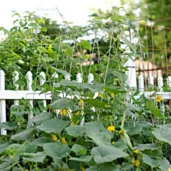 Cucumber Plant Support Frame, 48-Inch Galvanized -Gardening Supplies cc48 2