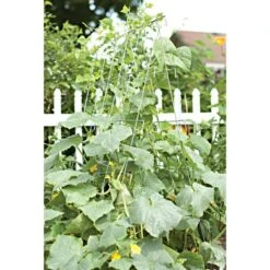 Cucumber Plant Support Frame, 48-Inch Galvanized -Gardening Supplies cc48 4