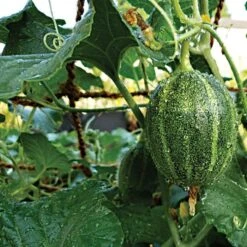 CocoNet Trellis Netting, 4 Feet X 50 Feet -Gardening Supplies cn450 2