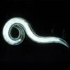 Double Death Nematodes 1 Million Count 1 Double Death Nematodes 1 Million Count -Gardening Supplies ddnem1m