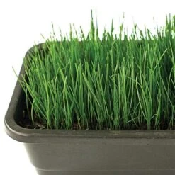 Fairlawn Blue And Rye Mix 5 Lb Bag 9 Fairlawn Blue And Rye Mix 5 Lb Bag -Gardening Supplies fair5 3 1