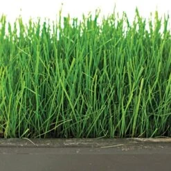 Fairlawn Shade Mix 5 Lb Bag -Gardening Supplies flsh5 2 1