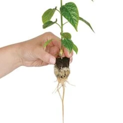 Grow Plugs 1400 Case -Gardening Supplies fp1400 4