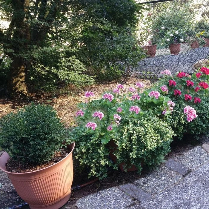 Daisy Rain Sprinkler Pots Set Of 3 11 Daisy Rain Sprinkler Pots Set Of 3 - Image 9