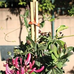 Connectors For Bamboo Stakes Red Pack Of 500 -Gardening Supplies gc500r 2