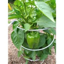 Pep-UP Pepper Support, 6 Pack