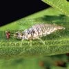 Green Lacewings 5000 Count -Gardening Supplies glc5000