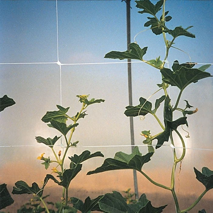 Hortonova Trellis Netting, 4 Feet X 50 Feet 7 Hortonova Trellis Netting, 4 Feet X 50 Feet - Image 5