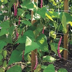 Hortonova Trellis Netting, 4 Feet X 50 Feet 28 Hortonova Trellis Netting, 4 Feet X 50 Feet -Gardening Supplies htn450 6