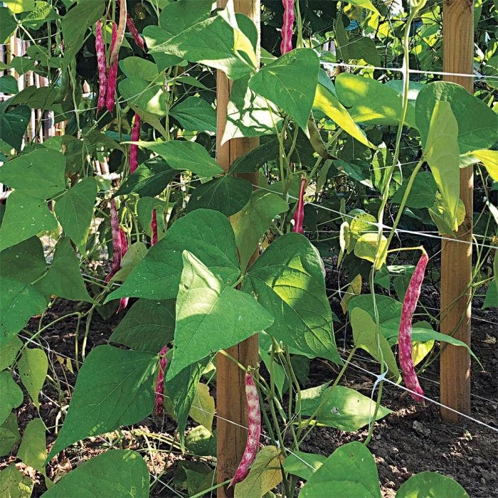 Hortonova Trellis Netting, 4 Feet X 50 Feet 9 Hortonova Trellis Netting, 4 Feet X 50 Feet - Image 7