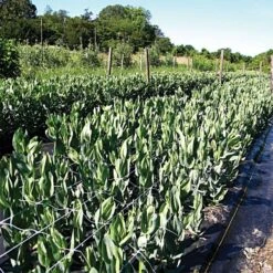 Hortonova Trellis Netting, 4 Feet X 50 Feet 30 Hortonova Trellis Netting, 4 Feet X 50 Feet -Gardening Supplies htn450 8