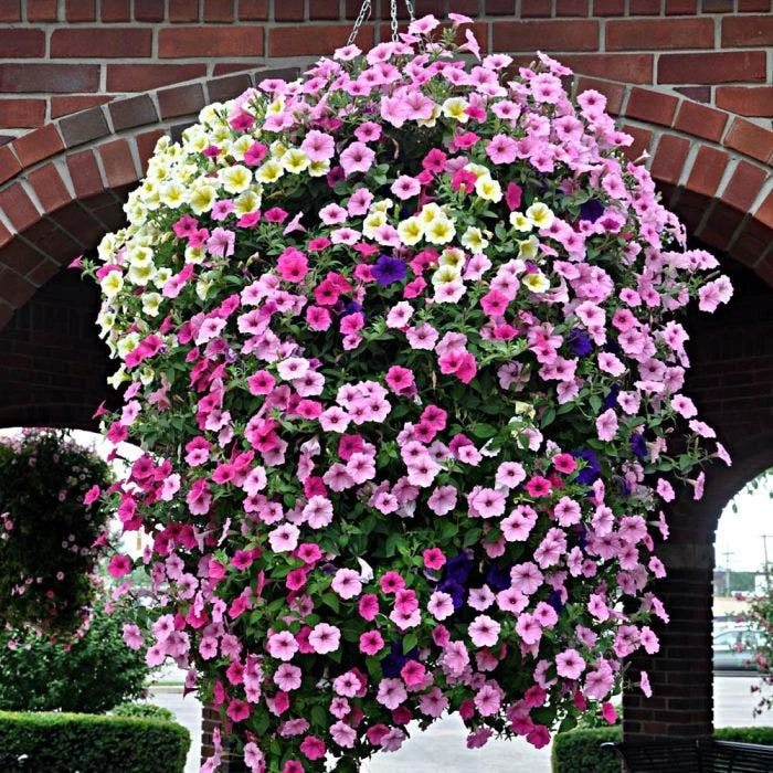 Soil Moist 3 Lb Bulk Jug 4 Soil Moist 3 Lb Bulk Jug - Image 2