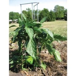 Pepper And Eggplant Support, 30-Inch, 3-Pack 14 Pepper And Eggplant Support, 30-Inch, 3-Pack -Gardening Supplies ps30 4