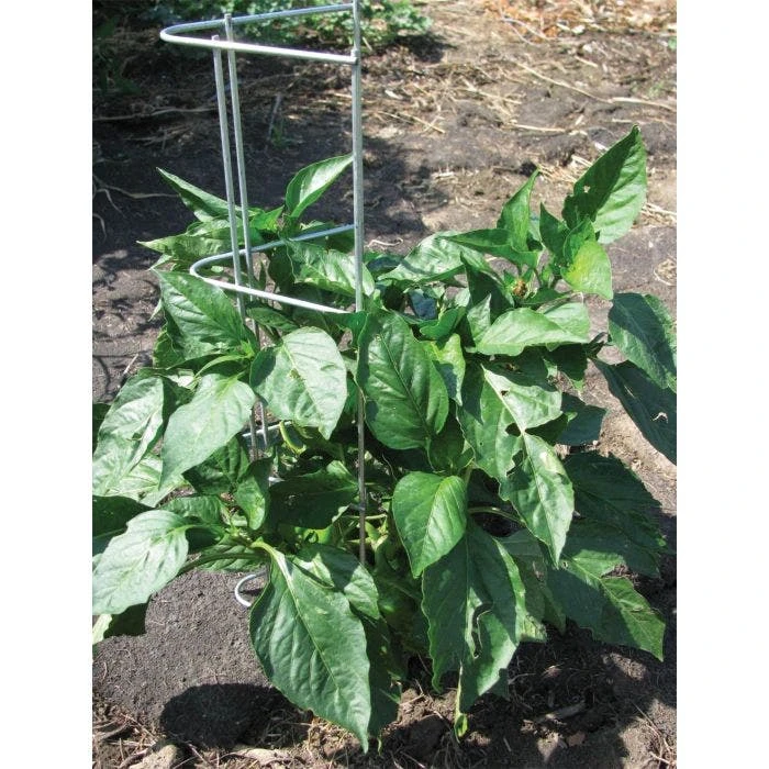 Pepper And Eggplant Support, 30-Inch, 3-Pack 8 Pepper And Eggplant Support, 30-Inch, 3-Pack - Image 6