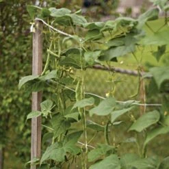 Trellis Netting, 5ft X 328ft -Gardening Supplies tn5328 13