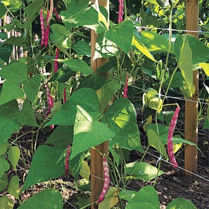 Trellis Netting 6.5ft X 100ft 19 Trellis Netting 6.5ft X 100ft - Image 17