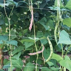 Trellis Netting 6.5ft X 100ft 25 Trellis Netting 6.5ft X 100ft -Gardening Supplies tn6100 3