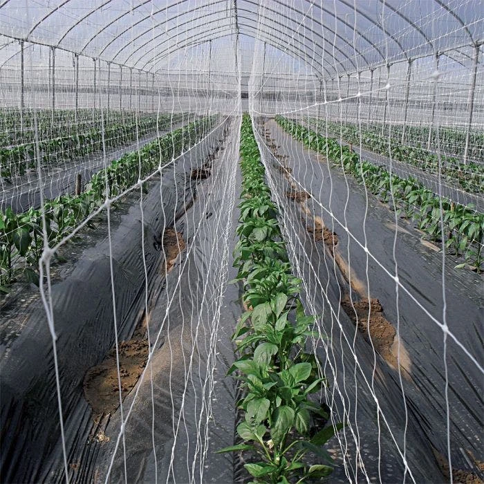 Trellis Netting 6.5ft X 100ft 7 Trellis Netting 6.5ft X 100ft - Image 5