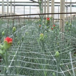 Trellis Netting 6.5ft X 100ft 28 Trellis Netting 6.5ft X 100ft -Gardening Supplies tn6100 6