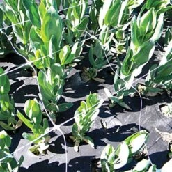 Trellis Netting, 6.5ft X 15ft -Gardening Supplies tn615 18