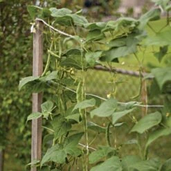 Trellis Netting, 6.5ft X 15ft -Gardening Supplies tn615 7