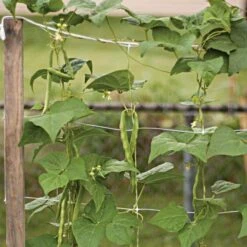 Trellis Netting, 6.5ft X 30ft -Gardening Supplies tn630 13