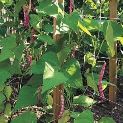 Trellis Netting, 6.5ft X 30ft -Gardening Supplies tn630 15