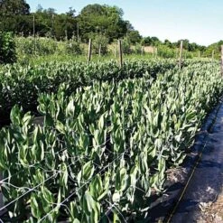 Trellis Netting, 6.5ft X 30ft -Gardening Supplies tn630 18