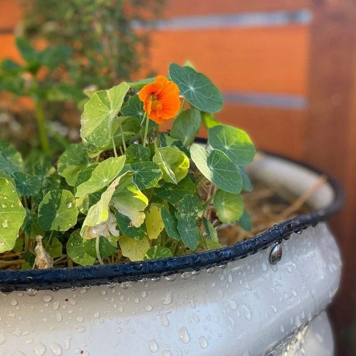 Vego Extra Tall Round Metal Raised Bed, Pearl White 4 Vego Extra Tall Round Metal Raised Bed, Pearl White - Image 2