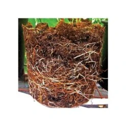 Grotab 3-in-1 Premium Plant Starter (12-8-4) 10 Grotab 3-in-1 Premium Plant Starter (12-8-4) -Gardening Supplies vp gt 2