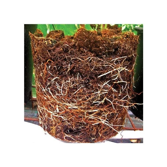 Grotab 3-in-1 Premium Plant Starter (12-8-4) 5 Grotab 3-in-1 Premium Plant Starter (12-8-4) - Image 3