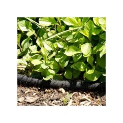 Pro Series 5/8-inch Soaker Hose -Gardening Supplies vp gw 6