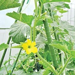 Knotty Takiron Steel Stakes Bundles Of 10 -Gardening Supplies vp tsk 4