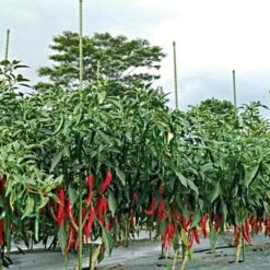 Knotty Takiron Steel Stakes Bundles Of 10 -Gardening Supplies vp tsk 6