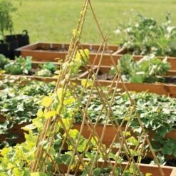 Bamboo Teepee Trellises -Gardening Supplies vp tt 4