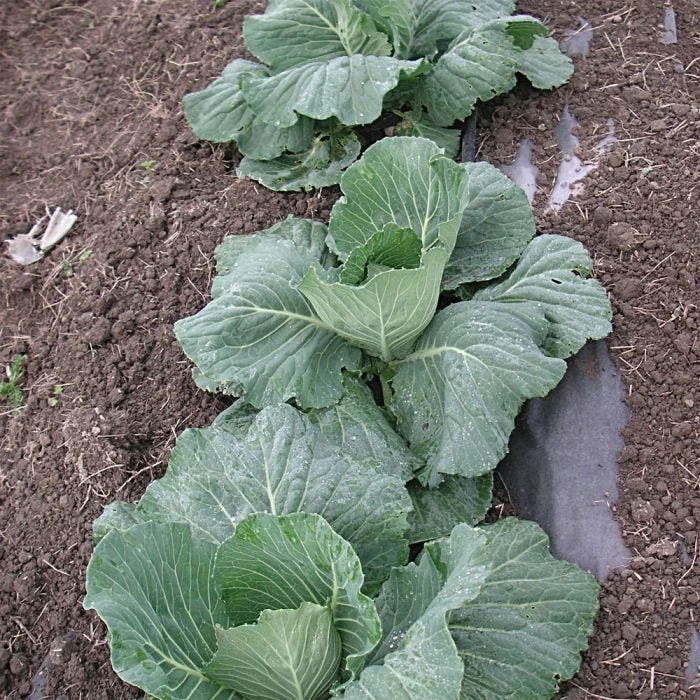 Biodegradable Paper Mulch, 3 Feet X 250 Feet 7 Biodegradable Paper Mulch, 3 Feet X 250 Feet - Image 5